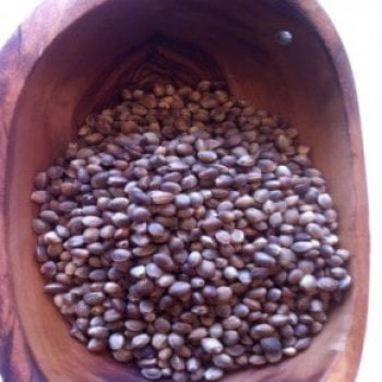 Indoor Mix Feminized Seeds